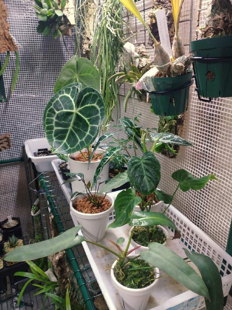 の画像 by やぎ座さん | 観葉植物と新潟県とヤギのハウスはビニール温室とアロイド