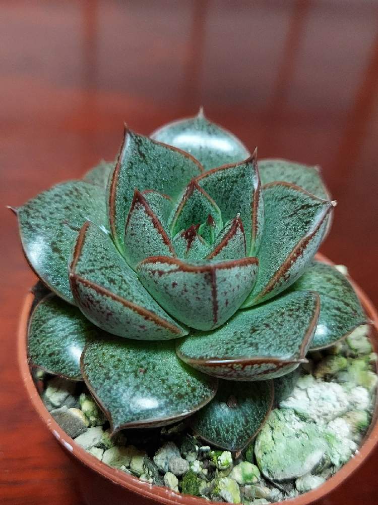 エクステリアの画像 by ゆいさん | エクステリアと大和錦とプレゼントとおうち園芸と植物大好き!と多肉大好き!と多肉頑張れ!と多肉名前勉強中とホムセン出身