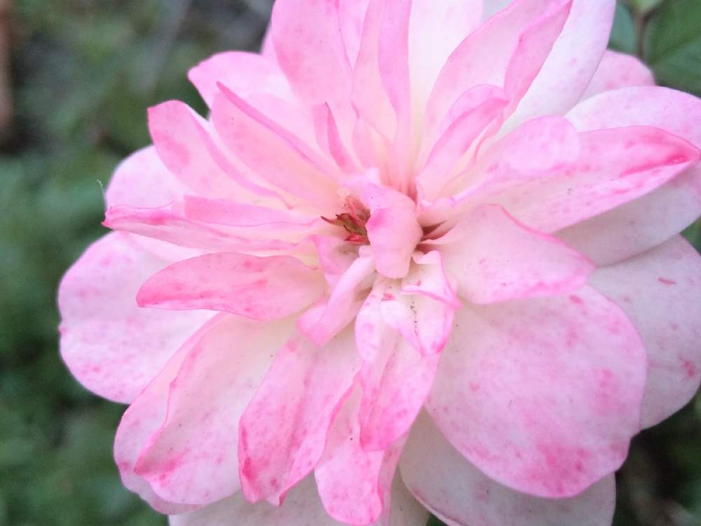 お出かけ先の画像 by 陽だまりの中で……さん | お出かけ先とばら 薔薇 バラとミニバラ グリーンアイスとグリーンアイス.