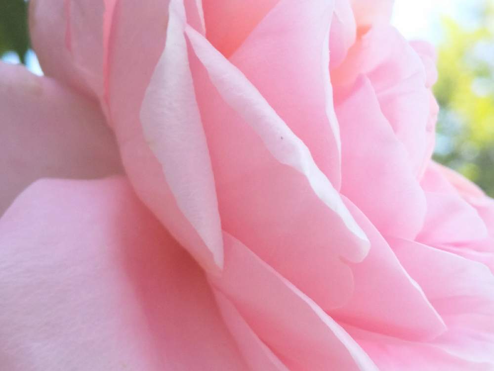 お出かけ先の画像 by 陽だまりの中で……(プロフ読んで下さいね)さん | お出かけ先とばら 薔薇 バラ