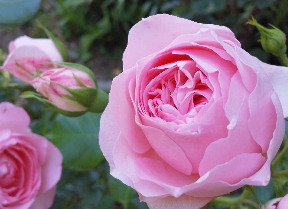 お出かけ先の画像 by 陽だまりの中で……さん | お出かけ先とばら 薔薇 バラとオーギュスト・ルノアール