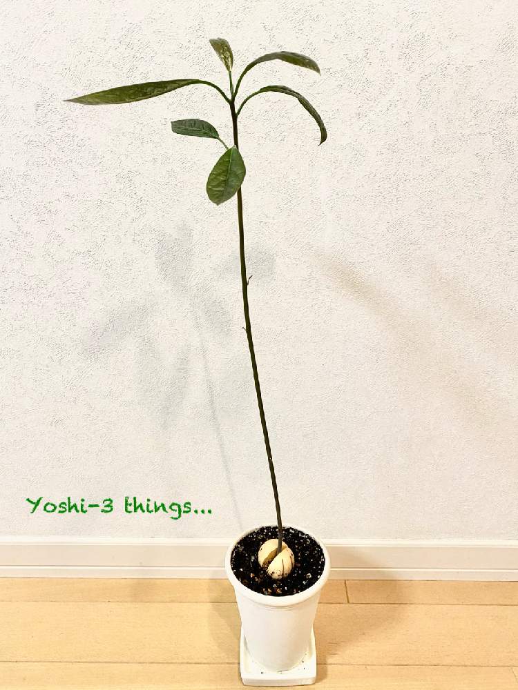 キッチンの画像 by Yoshi-3さん | キッチンとアボカドとみどりのある暮らしとnatural gardenと週末ガーデナーと富山支部とおうち園芸とチーム海外と可愛い♡