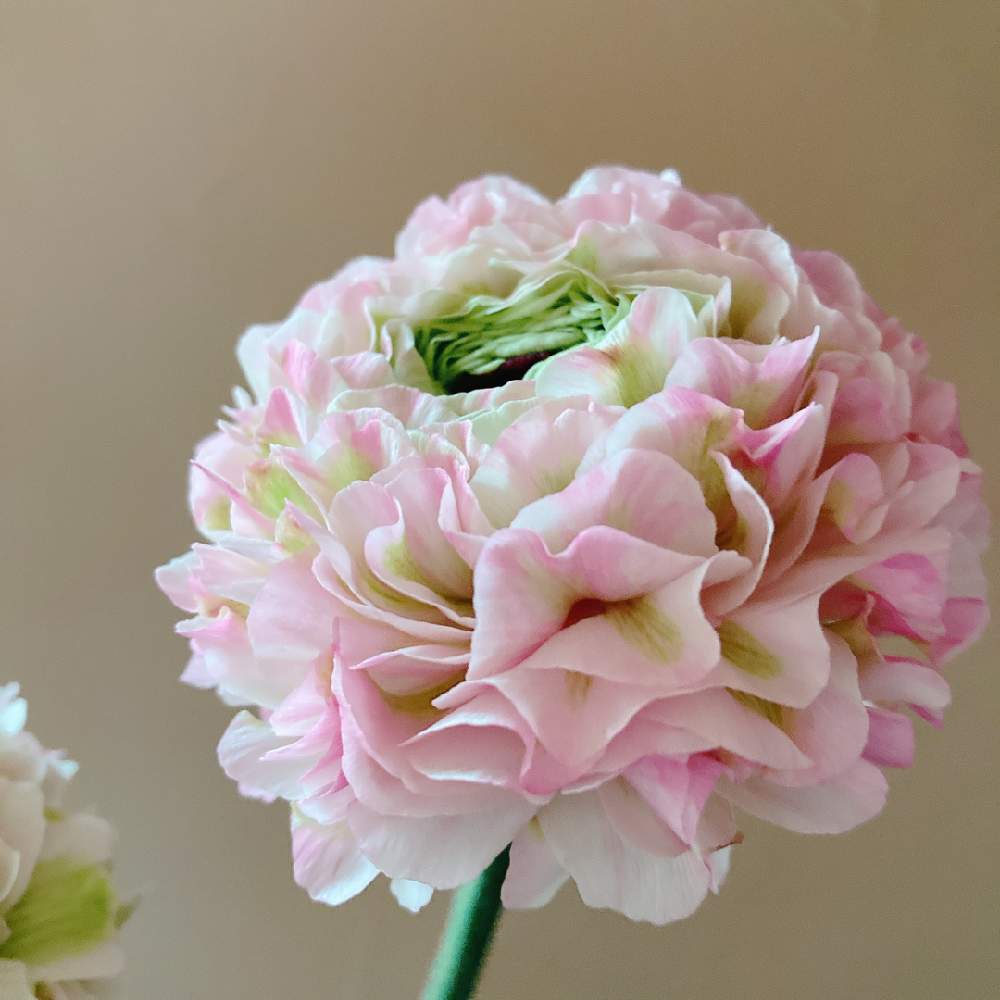 窓辺の画像 by lasfloresMariさん | 窓辺と花のある暮らしとラナンキュラス♪と春色と切り花を楽しむと淡いピンク
