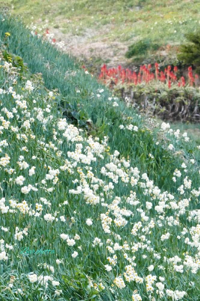 お出かけ先の画像 by barchettaさん | お出かけ先とニホン水仙と帰化植物と多年性と草本と多年草と白い花と球根植物と有毒植物