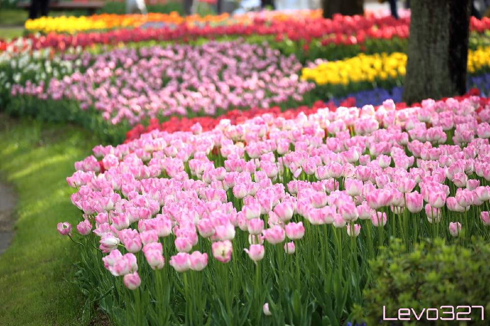 お出かけ先の画像 by Levo327さん | お出かけ先とチューリップと昭和記念公園とピンクの花と今日のお花とCanon EOS 5D Mark III