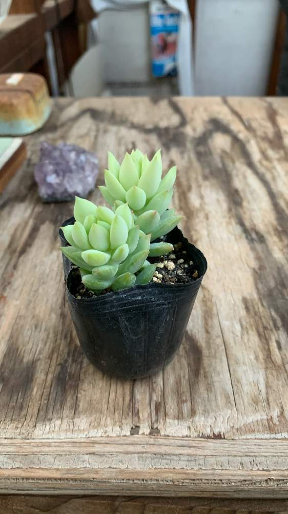 の画像 by まさおじさん | 名前を教えて!と多肉植物と観葉植物
