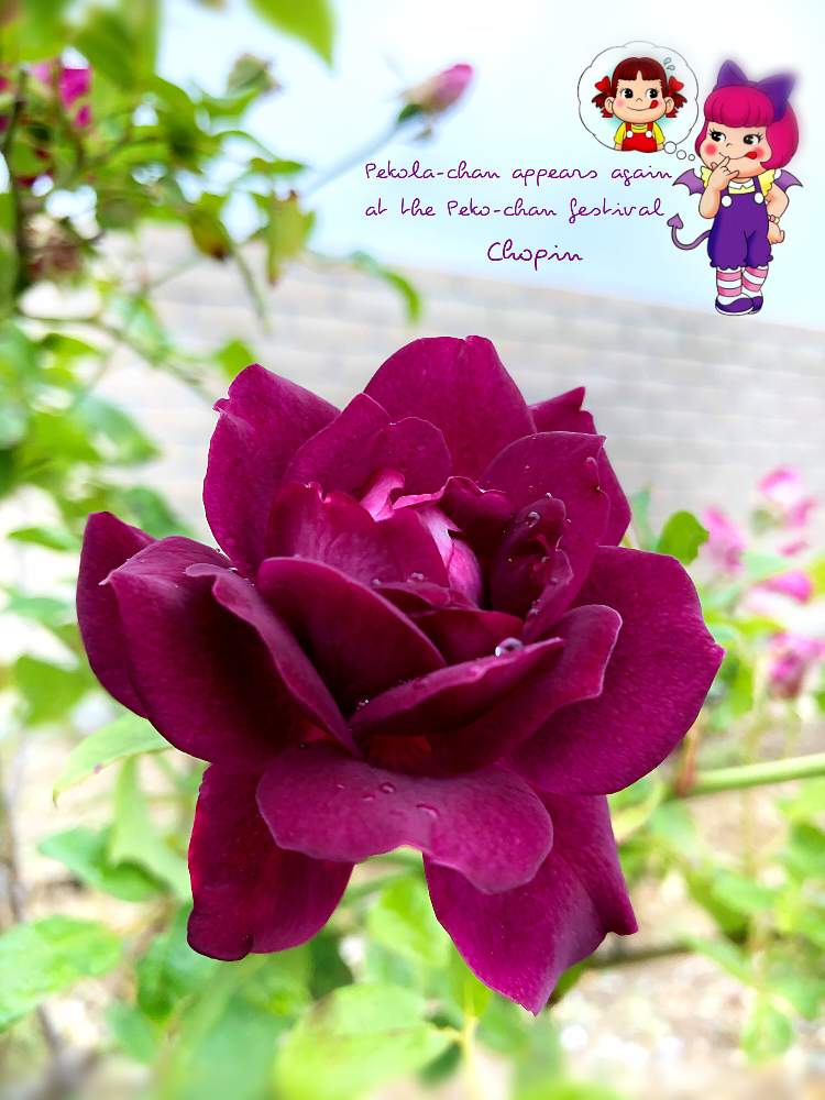 フェンスの画像 by Chopin(ショパン)さん | フェンスとバーガンディ・アイスバーグとばら バラ 薔薇とレンガといつもありがとう♡とペコちゃん祭りとかわいい♡とペコラちゃんとナチュラルガーデンとセクシーとキュンキュン♡とGSコラボと濃いめ投稿とかわいいと被災地にエールを…。と薔薇♪とかわいいな♡とばら 薔薇 バラと紫の花とⓒⓤⓣⓔ♡と寒いけどキュン♡と月曜日にはバラを