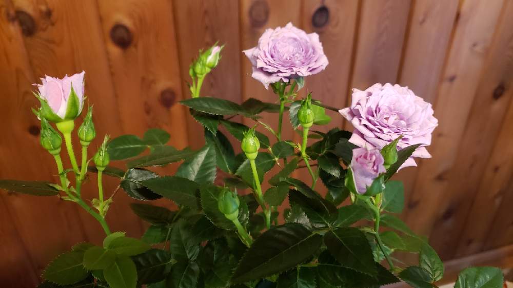 の画像 by Ruiさん | ミニバラ ’ コルダナローズ 'とバラ・ミニバラとバラを楽しむとばら バラ 薔薇