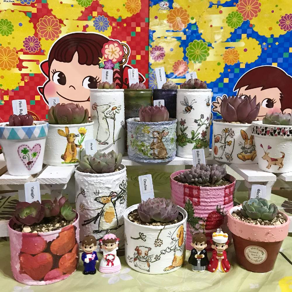 の画像 by hiichanさん | トット・シーンズさんとリメ缶とペコちゃん祭りとおひとりさま多肉とバラと夢CLUBと韓国苗と自作リメ缶と北海道とたにおたくらぶと室内管理とペコちゃんポコちゃんとGS植物うちなーぐち会