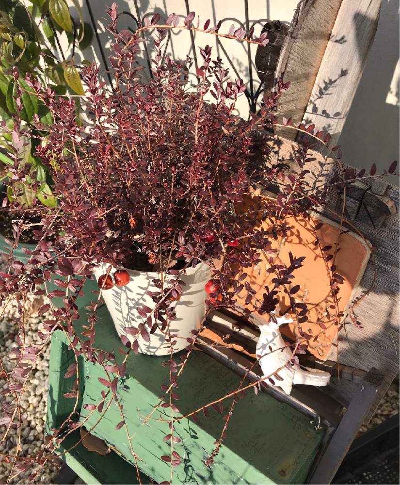 アプローチの画像 by やあさん | アプローチとクランベリーと鉢植えと赤い実と花のある暮らしとおうち園芸
