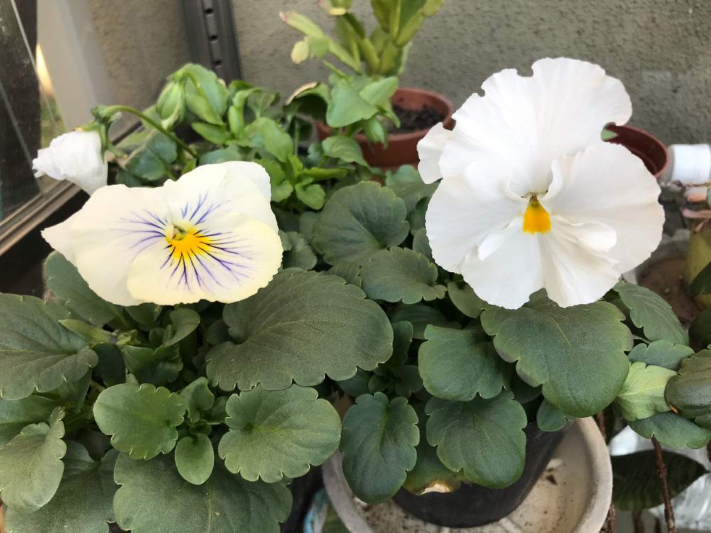 テラスの画像 by マツキン333さん | テラスと毎年咲く花とおうちde菜園と季節の花とおうち園芸と季節のお花と今日の花とパンジーの花と白い花
