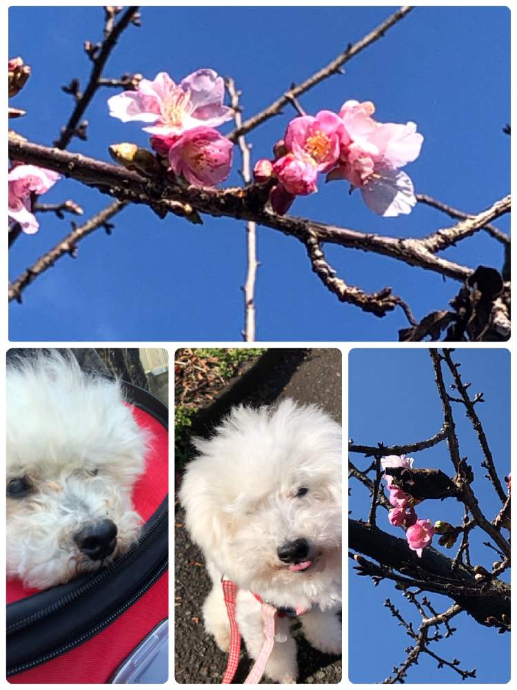 お出かけ先の画像 by myaonさん | お出かけ先と河津桜とわんこと暮らすと開花したとわんこ散歩とわんこと一緒と 河津桜と散歩中
