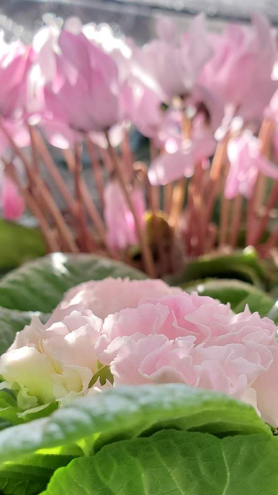 バルコニー/ベランダの画像 by ハムさん | バルコニー/ベランダとシクラメンと薔薇咲きジュリアン