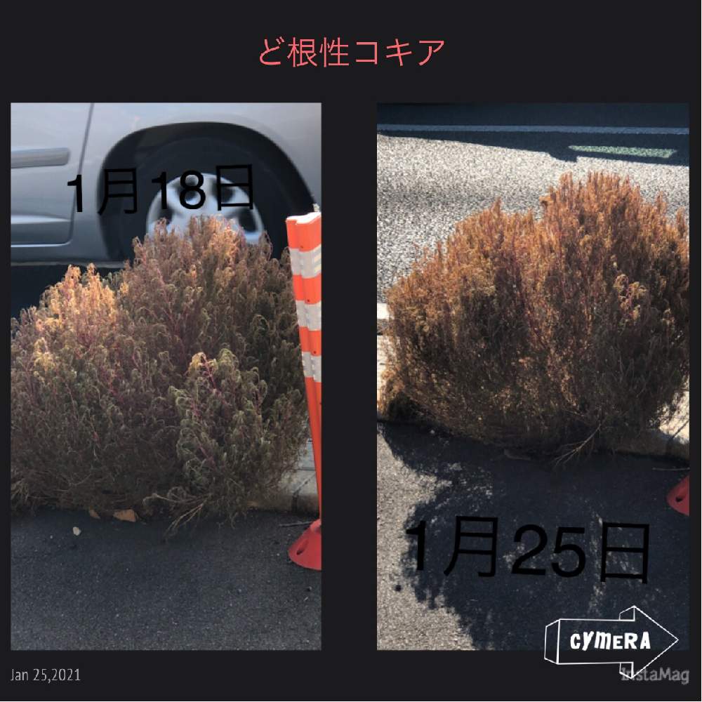お出かけ先の画像 by ふぅちゃんさん | お出かけ先とど根性コキアとiPhone8plusで撮影と頑張れコキアとコロナに負けるな!と植物中毒と医療従事者に感謝と今日の2枚目꙳★*゚と花に癒される日々とコロナが蔓延中と花のある暮らしと気になって仕方ない私と元気だね♪と寒い中耐えたね!