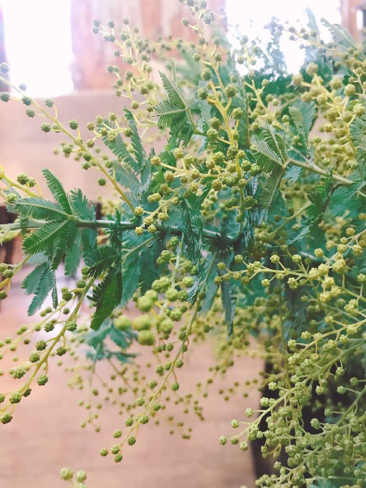 インテリアの画像 by 竜王園芸・フローラ竜王さん | インテリアと観葉植物とドライフラワーとマルシェとドライフラワーのある暮らしと多肉植物のある暮らしと パンパスグラスと滋賀マルシェと多肉植物とサボテンと観葉植物のある暮らしと花のある暮らし
