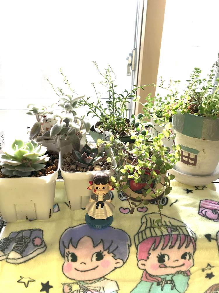 窓辺の画像 by makimay(マキメイ)さん | 窓辺とローラと福兎耳と桜色 カリシアとドルフィンネックレスとシルバーグラスと多肉中毒と多肉植物とペコちゃん祭りとかわいいな♡*。と北海道と多肉初心者