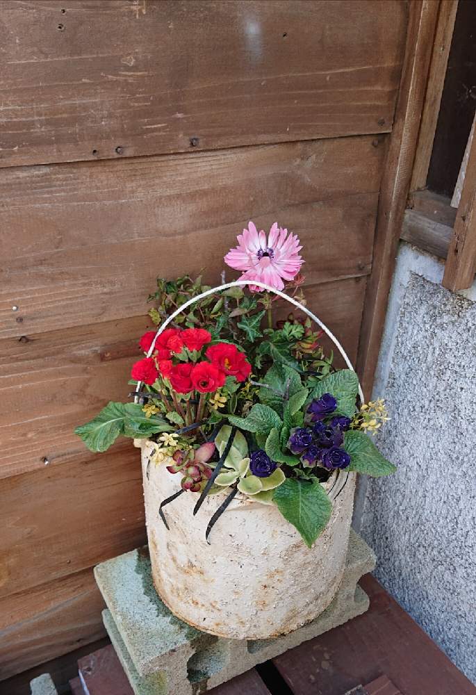 小さな庭の画像 by 時遊人さん | 小さな庭と園芸とガーデンと植物のある暮らしとグリーンのある暮らしとアイビー❇︎と寄せ植えと手作りの庭とGS映えとおうち園芸と ジュリアンと素人園芸とハンドメイドとガーデニングと花のある暮らし