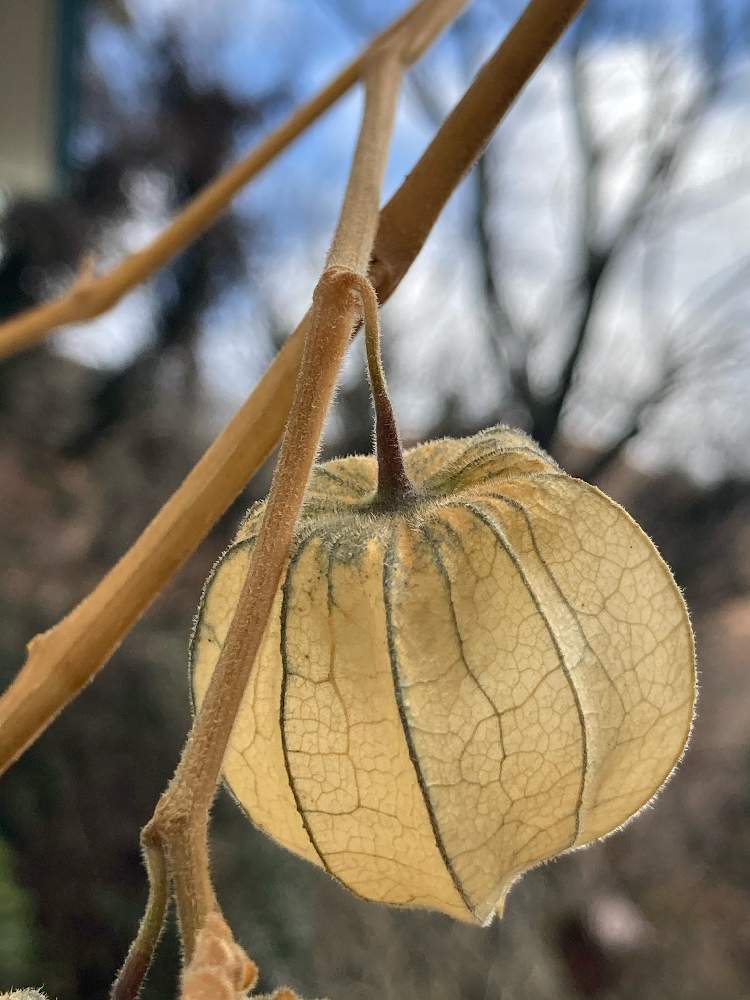 小さな庭の画像 by のいまいさん | 小さな庭と食用ホオズキ ストロベリートマトと交通安全祈願と写真中毒とコロナに負けるな‼️と医療従事者に感謝と植物万歳