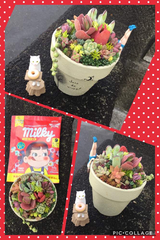 小さな庭の画像 by はる@さん | 小さな庭とちまちまとフチ子と多肉大好きとペコちゃん祭りとありがとう♡とキモカワ倶楽部としぞーか勢とGS日和と植中毒と多肉女子とタニラーとほったらかしガーデニングと多肉寄せ植え