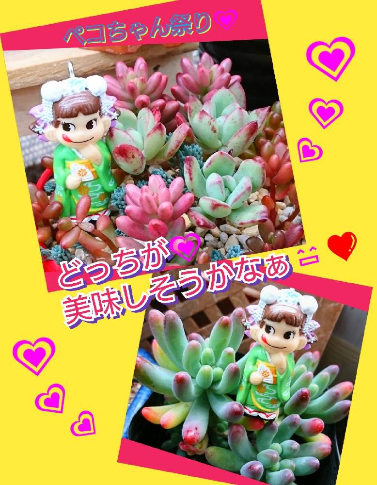 バルコニー/ベランダの画像 by のりっぺさん | バルコニー/ベランダとセダム 虹の玉 とセダム オーロラとセダム 乙女心とエケベリア ミニベルと素敵便♥️と今を乗切るぞ!と冬が来たぁ(>_<")と多肉ちゃん初心者と楽しい園芸o(^o^)oとバルコニストとペコちゃん祭り