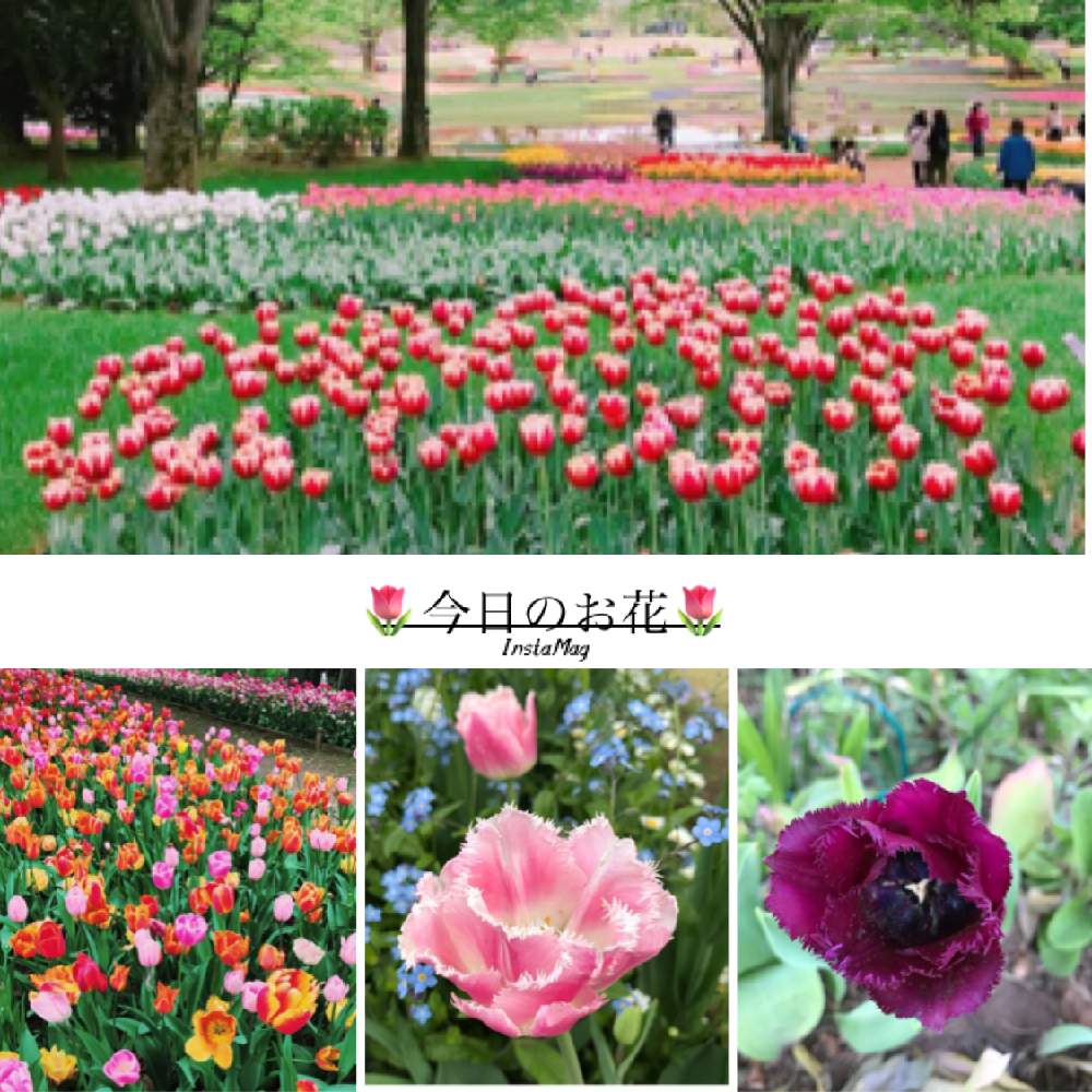 お出かけ先の画像 by Gen(ᵔᴥᵔ)وさん | お出かけ先と春のお花とキュンキュン乙女倶楽部とこんな時こそ暮らしに花をと春よこいと日々是感謝とがんばろう日本と チューリップと今日のお花とここからエールをとしあわせ運べるようにとキュンキュン乙女倶楽部No.243