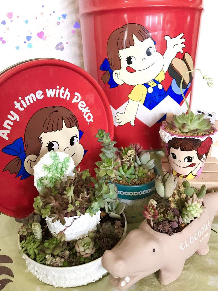 の画像 by hiichanさん | トワさんのリメ鉢とスツール缶とトット・シーンズさんとペコちゃん祭りとバラと夢CLUBとワニさん鉢となつ子さんリメ鉢と北海道とたにおたくらぶと多肉寄せ植えと室内管理とGS植物うちなーぐち会とドルチェ苗