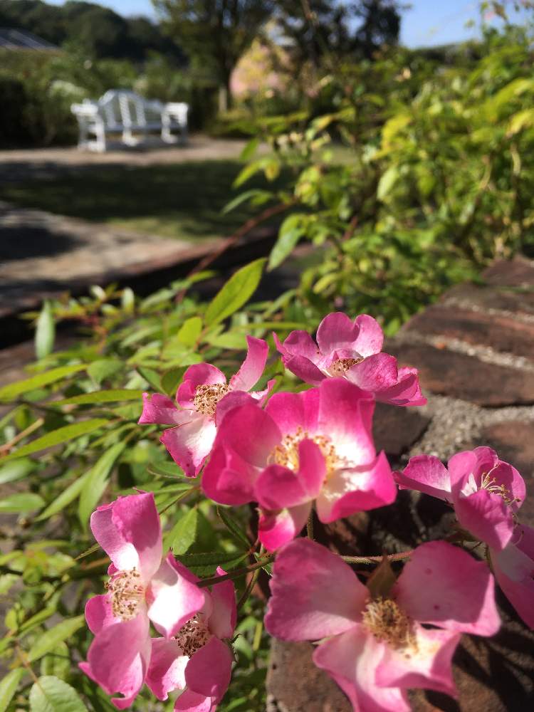お出かけ先の画像 by gurichannel さん | お出かけ先と薔薇大好きと岐阜県可児市 花フェスタ記念公園と一人一花フラワーステッカーとフラワーステッカー