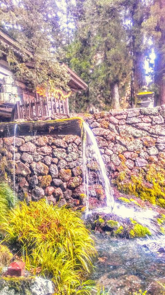お出かけ先の画像 by TOTOROGAOさん | お出かけ先と八ヶ岳南麓✨冬景色と#お花好き✨と花と緑のある暮らしと野あざみと私に、出来る ささやかな 想いと絆☆紡ぐ!と#山梨地元散策と自然と 共にと# スマホ写真と# 私の 好きな 花 ☆とGSのみなさんに感謝♡とおうち園芸と八ヶ岳への 道のり✨と# 山野草と#花のある暮らしとガーデニングと散歩で見つけた素敵✨と#写真好きと#花友と大滝神社の森の景色