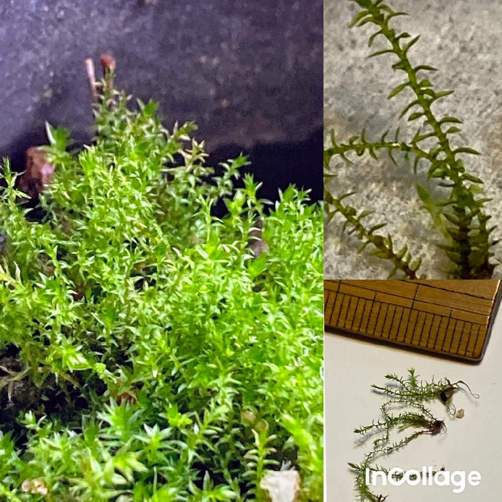 小さな庭の画像 by すずはなさん | 小さな庭と名前を教えて!とスマホ写真と苔輪ピック選考会