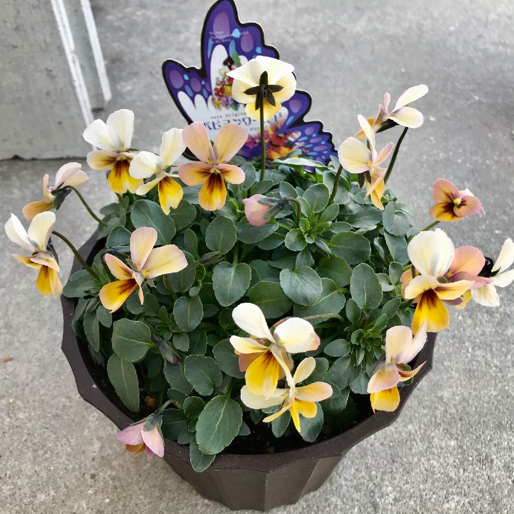 小さな庭の画像 by さきざるさん | 小さな庭とビオラと植田ビオラ:パピヨンワールドと小庭のお花♬とビオラ♬とビオラ・パンジーとパピヨンワールド♬植田ビオラとお花*2年生♬とおうち園芸とビオラ種まき♬と小さな小さな庭と花のある暮らしと大好きビオラ
