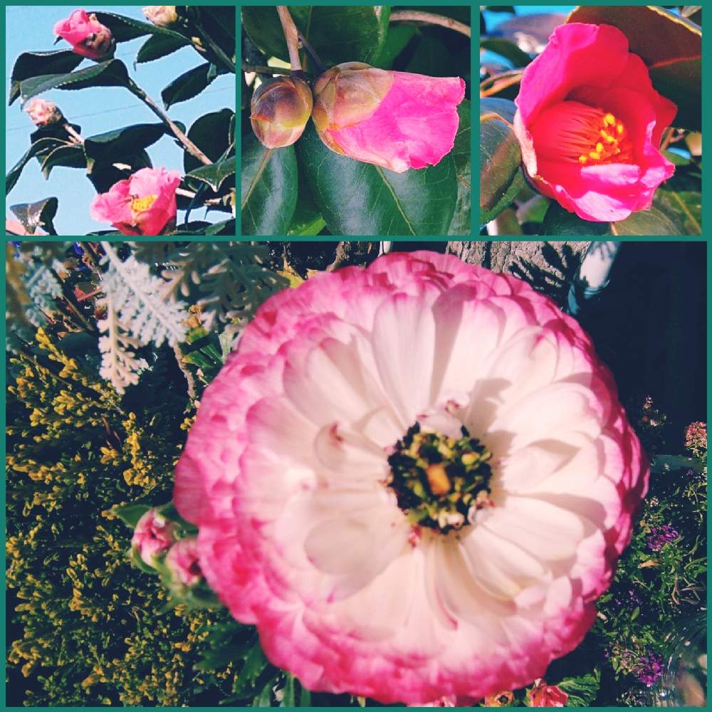 の画像 by なおみ♥さん | ラナンキュラスと椿 つばきと嬉しいとコロナおしりペンペン( ・᷄ὢ・᷅ )とお花が可愛いと花のある暮らしとコロナ消えろ‼ビーム‼
