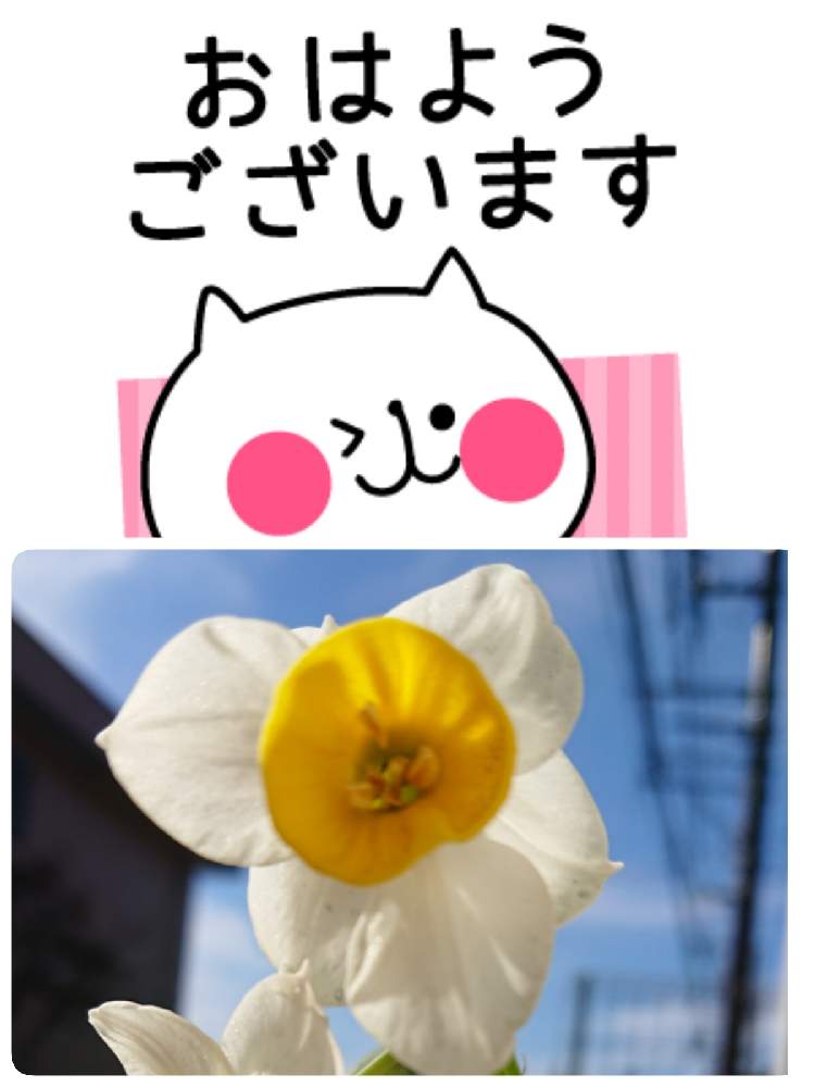 小さな庭の画像 by 苺さん | 小さな庭とおうち園芸と水仙の栽培