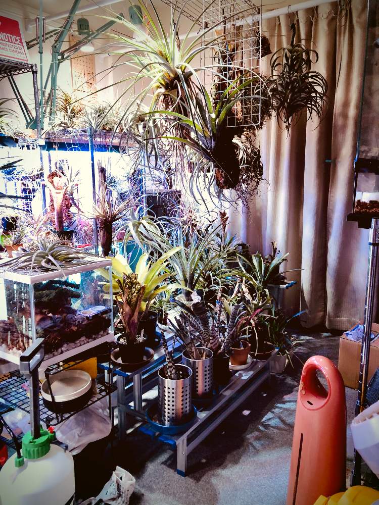 部屋の画像 by 月面旅行さん | 部屋とチランジア亜科とチランジア【エアプランツ】と植物のある暮らしとディッキア属とエクメア属とブロメリア亜科とティランジア亜科とフリーセア属とブロメリア科とおうち園芸とチランジア属とネオレゲリア属とビルベルギア属とデウテロコニア属とアナナス属とエアプランツとビザールプランツとエアープランツ/チランジア