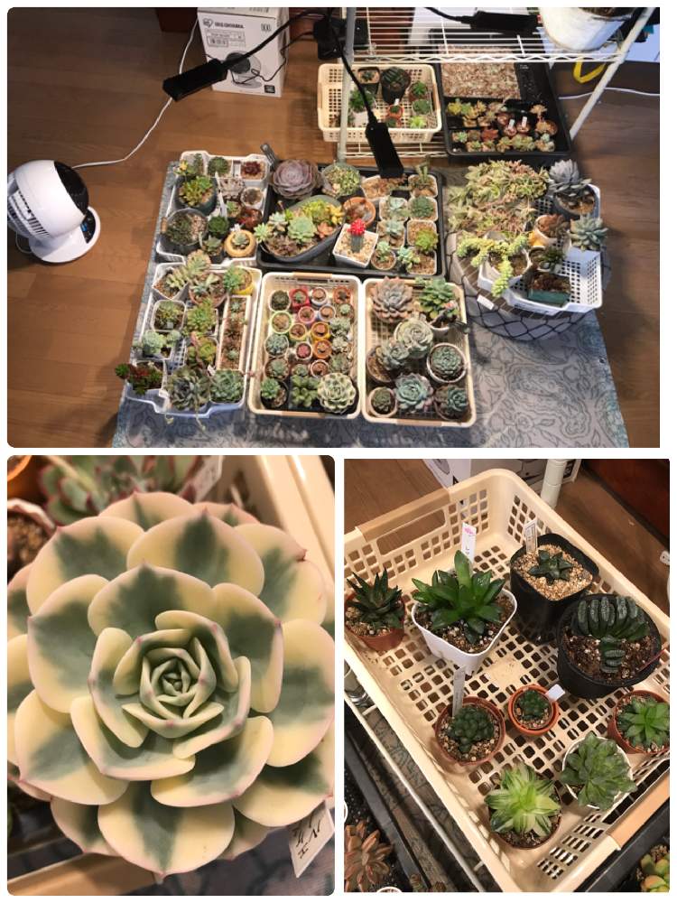 階段/廊下の画像 by すいこさん | 階段/廊下と花芽と多肉植物とたのしいと多肉のある暮らしとLED植物育成ライトと徒長と多肉花芽と日照不足