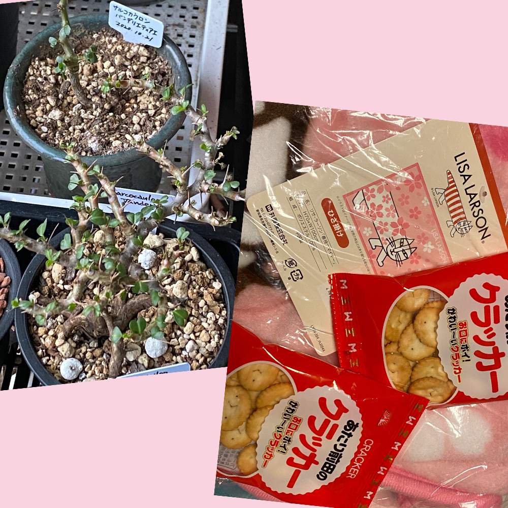 部屋の画像 by piroさん | 部屋とプレゼントとお部屋と多肉植物と多肉女子とサルコカウロン バンデリエティアエと꒰ღ˘◡˘ற꒱かわゅ~