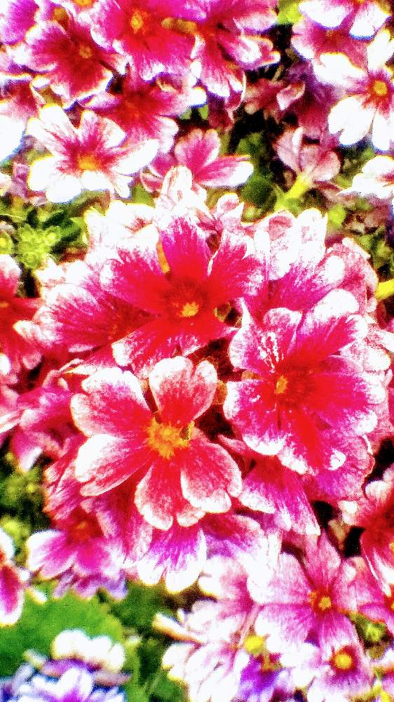 広い庭の画像 by *TOTOROGAO*2ndさん | 広い庭とサクラソウとgiveの 誠心✨と#お花好き✨と花と緑のある暮らしと野あざみと私に、出来る ささやかな 想いと絆☆紡ぐ!と自然と 共にと# スマホ写真と# 私の 好きな 花 ☆とGSのみなさんに感謝♡とおうち園芸と八ヶ岳への 道のり✨と# 山野草とcan doと#花のある暮らしと素敵な 仲間とガーデニングと#写真好きと#花友