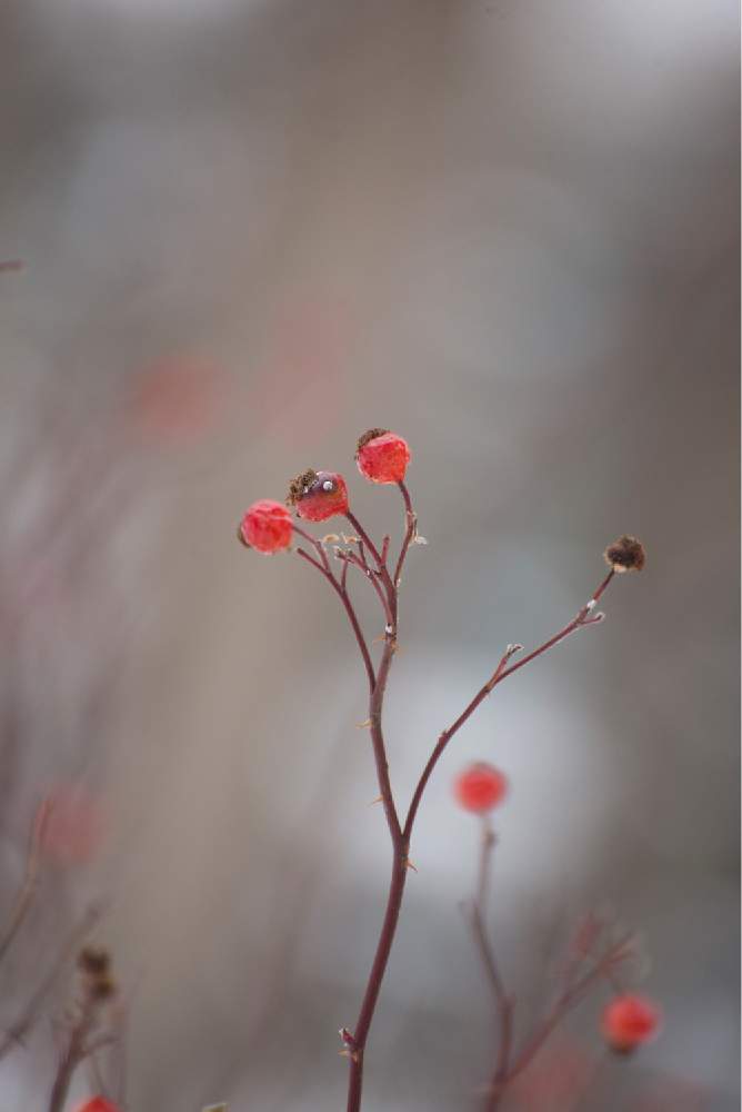 お出かけ先の画像 by satoさん | お出かけ先とカラフトイバラの実と豊平公園と札幌とnikond610