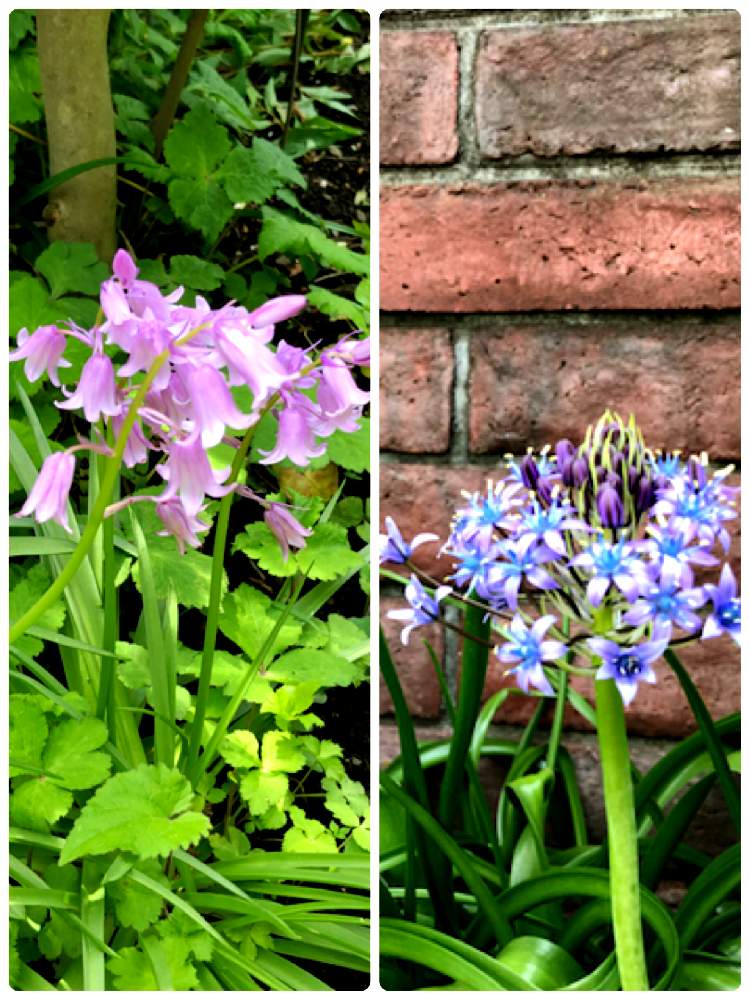 小さな庭の画像 by love4gardenさん | 小さな庭とシラー・カンパニュラータとシラーペルビアナとシラーと庭の花と春よ来い、早く来いとコロナに負けるな!と今日のお花と小さな幸せ♡とガーデニングとシラーペルビアナの植え替えと花のある暮らしとGS皆様ありがとうとGSアダルトチームとGREEN UP!と花が好きと地植えとアネモネを球根から育ててみますとアンゲロニアエンジェルフェイスの冬越し挑戦と初めてのネモフィラとシラー❇︎と石の川にクリスマスローズを移植する