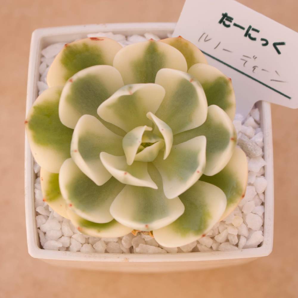 の画像 by 多肉植物専門店たーにっくさん | ルノーディーンと多肉植物と多肉男子と韓国多肉とタニパトと韓国苗販売と多肉大好きと多肉実生とおうち園芸と多肉女子とタニラーと韓国苗と販売中とたーにっくとBASE出品中と多肉初心者