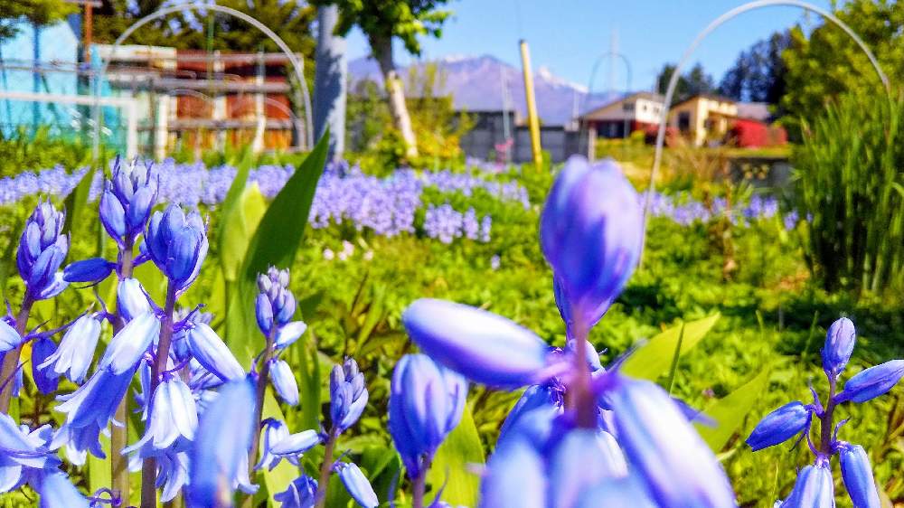 広い庭の画像 by *TOTOROGAO*2ndさん | 広い庭とシラーとgiveの 誠心✨と#お花好き✨と花と緑のある暮らしと野あざみと私に、出来る ささやかな 想いと絆☆紡ぐ!と自然と 共にと# スマホ写真と# 私の 好きな 花 ☆とGSのみなさんに感謝♡とおうち園芸と八ヶ岳への 道のり✨と# 山野草とcan doと#花のある暮らしと素敵な 仲間とガーデニングと庭からの 花便りと#写真好きと#花友