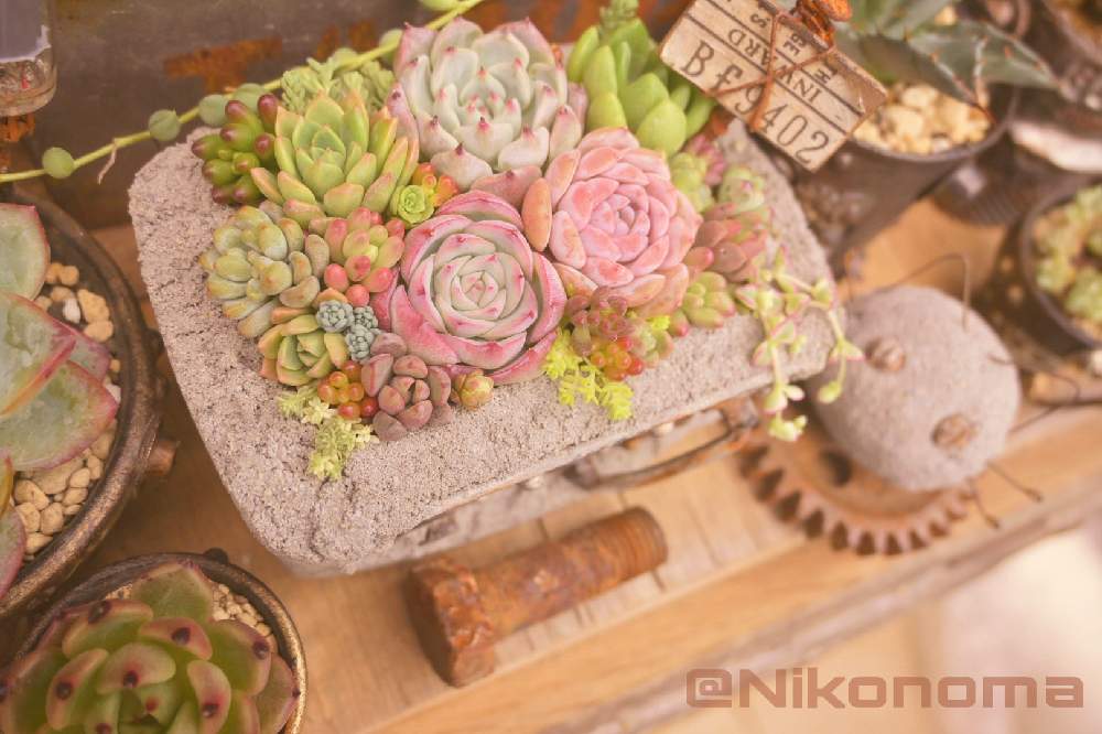 アプローチの画像 by Nomachanさん | アプローチと多肉植物とW投稿とikuraチャン寄せ植えセットと繋がりに感謝と少しでも笑顔になってもらえますようにと笑顔の源と癒し空間とみんな同じ空の下と錆錆とSabijyoとスチコン鉢とスチームパンク鉢とご縁に感謝とスチパン鉢と大切な宝物と植物が映えるものを作り隊と多肉寄せ植えとbizarre苗とあの娘にも届け