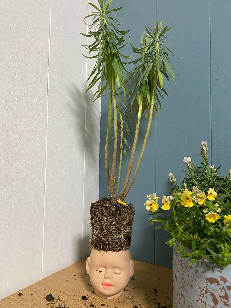 部屋の画像 by みちこさん | 部屋と多肉植物とトウダイクサ科 ユーフォルビア属とやっちゃった報告と多肉大好きと今日のお部屋と多肉植物寄せ植えとお気に入りの器や花瓶と植物