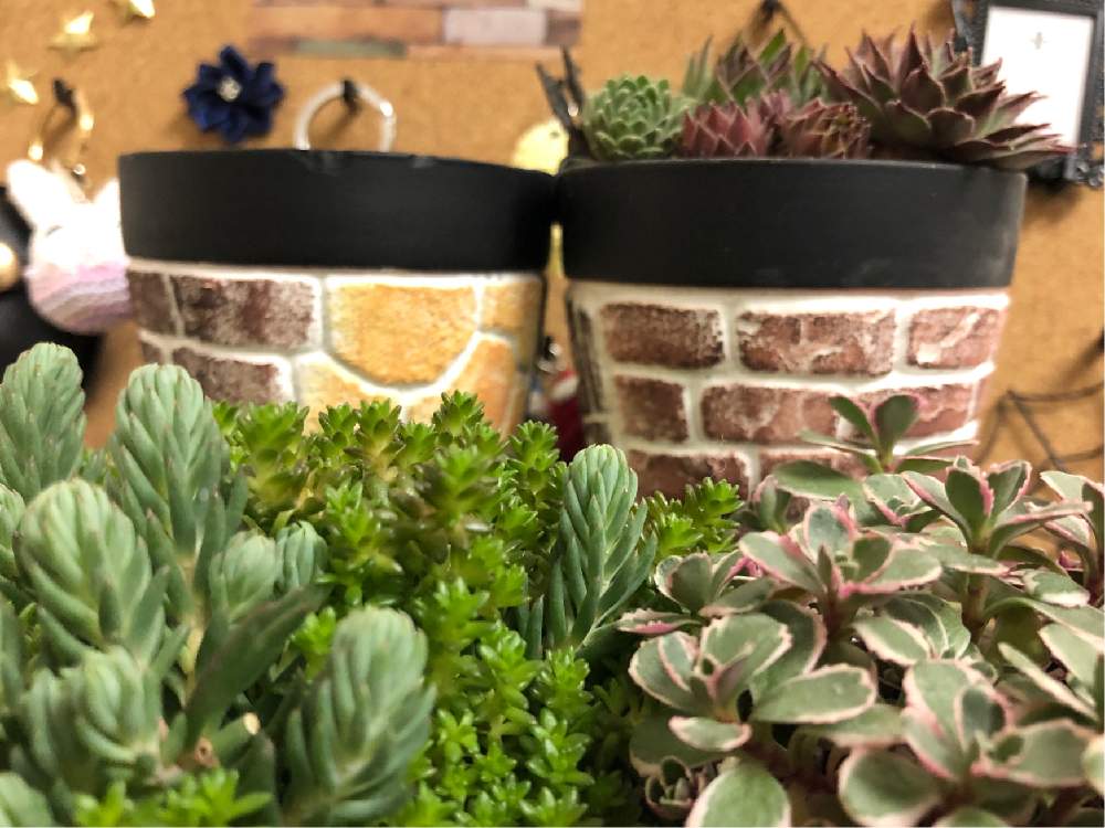 部屋の画像 by とみ乃hybさん | 部屋と多肉植物と多肉男子と寄せ植えと多肉のある暮らしとリメ鉢とモルタルデコととみ乃的みどまと♡