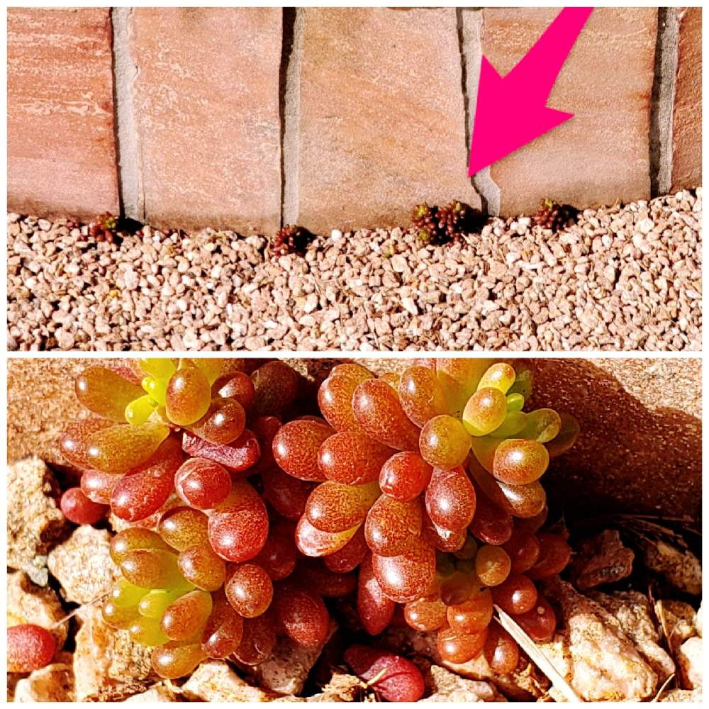 テラスの画像 by X-TREME多肉植物さん | テラスとレッドベリーと多肉植物と挿し芽と多肉の用土
