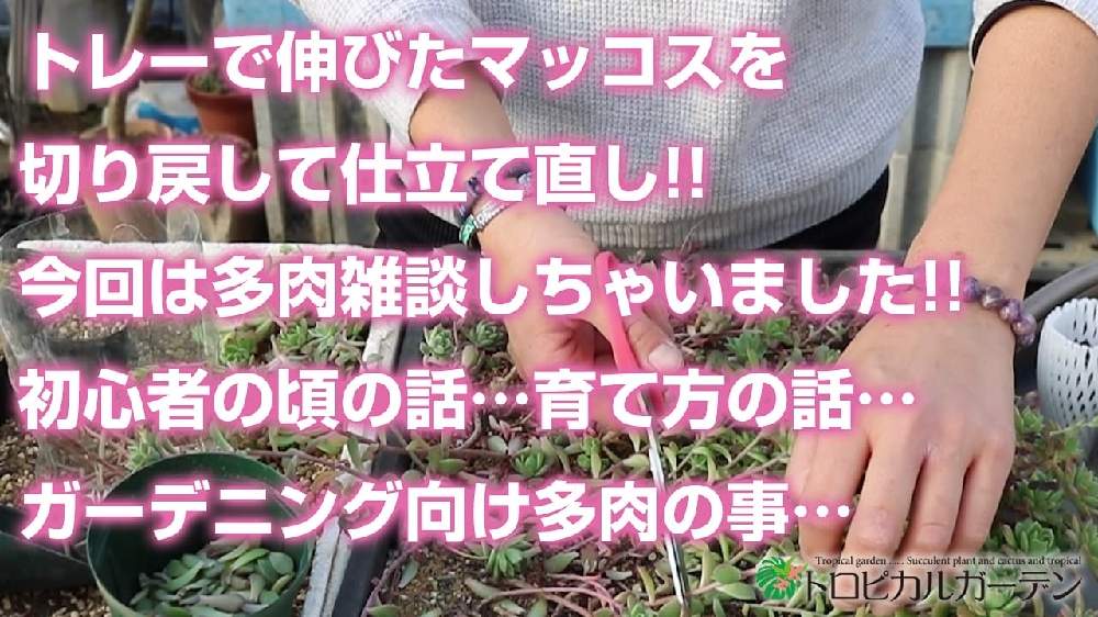 小さな庭の画像 by トロピカルガーデン埼玉さん | 小さな庭と多肉植物と韓国苗販売とおうち園芸とエケベリア属と多肉女子とトロピカルガーデン群馬とタニラーと多肉植物販売群馬とトロピカルガーデンと多肉植物販売埼玉と多肉植物 エケベリアとsucculent plantsとEcheveriaとsucculentとトロピカルガーデン埼玉