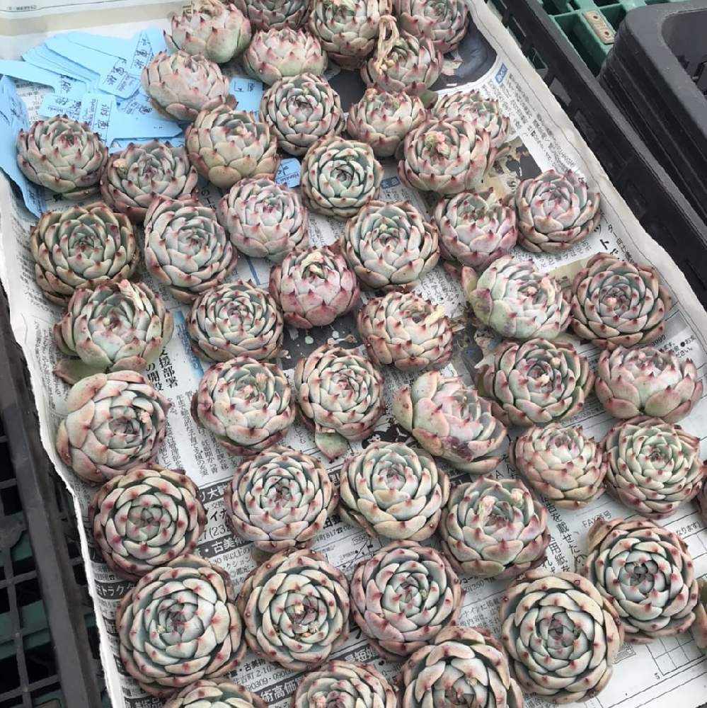 小さな庭の画像 by トロピカルガーデン埼玉さん | 小さな庭と多肉植物と韓国苗販売とおうち園芸とエケベリア属と多肉女子とトロピカルガーデン群馬とタニラーと多肉植物販売群馬とトロピカルガーデンと多肉植物販売埼玉と多肉植物 エケベリアとsucculent plantsとEcheveriaとsucculentとトロピカルガーデン埼玉