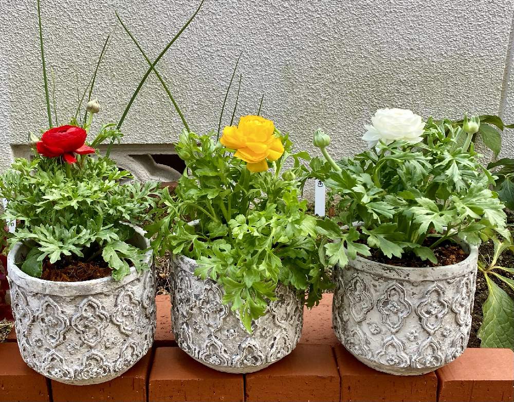 テラスの画像 by coco☘️さん | テラスとラナンキュラスとお気に入りの器や花瓶と植物とTEAMほほえみとこんな時こそ花をとテラスの鉢植えとありがとうと小さなお庭