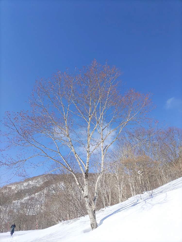 お出かけ先の画像 by *Jupiter*さん | お出かけ先とダケカンバと☆携帯撮影☆と冬の青空と頑張ってと冬山と純白と素敵な出会いに感謝と冬のトレッキングと栗駒山としあわせを願ってと頑張れ受験生!と雪原