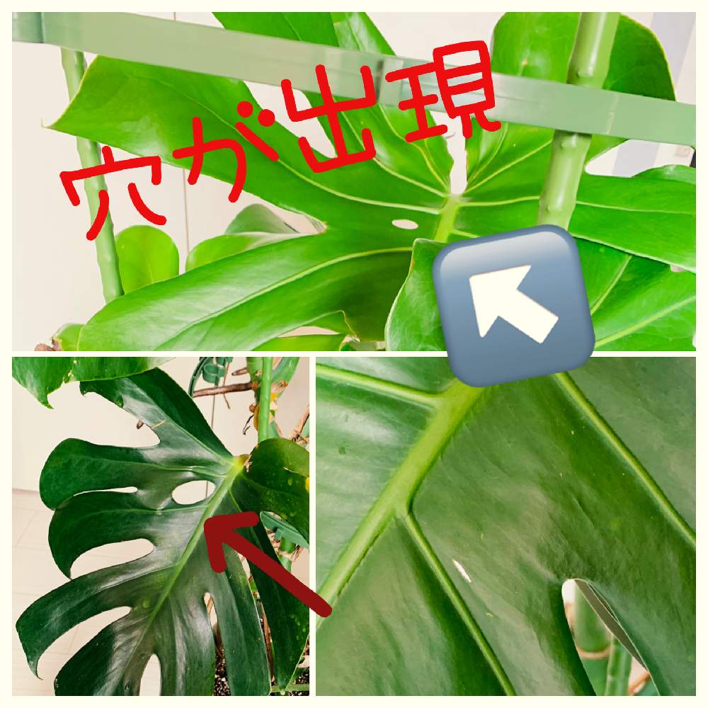 インテリアの画像 by ちゃむ♡さん | インテリアとモンステラと植物好きと繋がりたいとわが家の観葉植物❢と成長記録と血液型O型とiPhone撮影