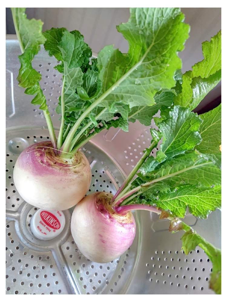 の画像 by TAYA's lab.さん | ✨たや甘味かぶ✨とプランター菜園と本日の収穫とお野菜と家庭菜園とオーガニック野菜 と無農薬野菜と病害虫なしとかぶとまんまるとすきま菜園と無農薬とベランダ菜園と冬野菜